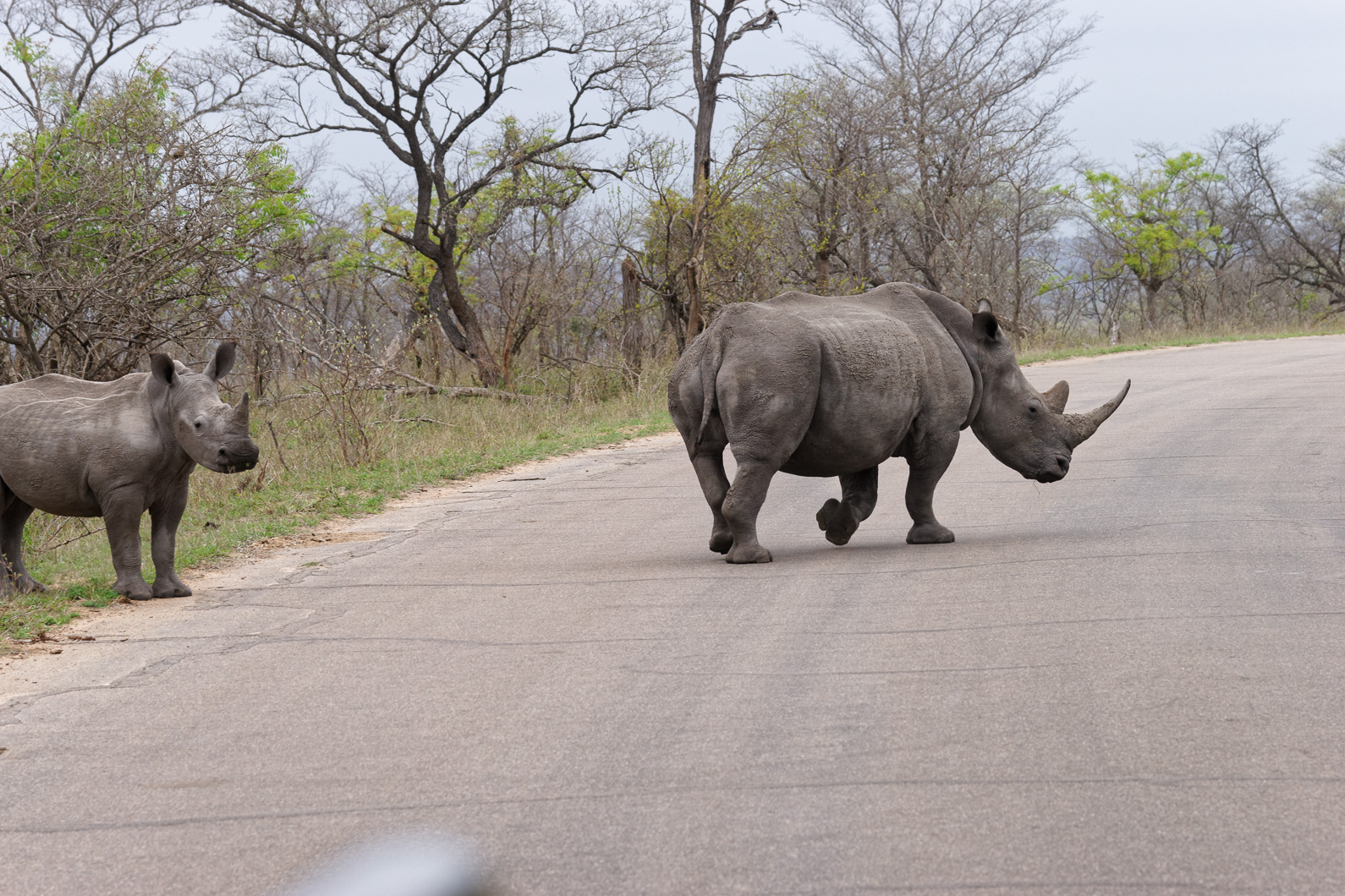 20161113 160900 Nashörner